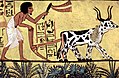 Profile Picture of Agronomyon Wikipedia