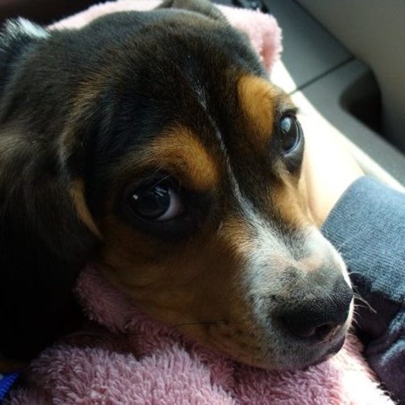 Profile Picture of Erika Kern (@chigger311) on Poshmark