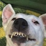 Profile Picture of Joshua Almodovar (@joshman1263) on Instagram