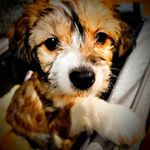 Profile Picture of Amanda Quiring (@aquiring80) on Instagram