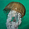 Profile Picture of Andy Lamb (@A. Lamb) on Flickr