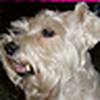 Profile Picture of Betty Murphy (@texas_booboo) on Flickr