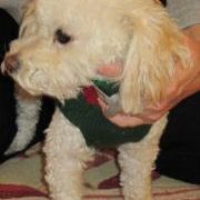 Profile Picture of Debi Jones-Cabano (@luckydebi) on Pinterest