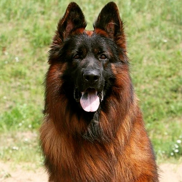 hamadshahid242@hotma - Tiktok Profile Picture of hamadshahid242@hotma (@bruce_armed_forces_gsd) on Tiktok