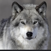 Profile Picture of Scott Wolf (@scottwolf229) on Youtube