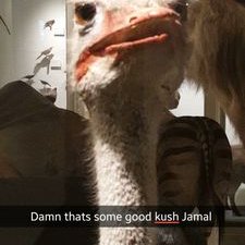 Profile Picture of Peter Randazzo (@PetesMcgee) on Twitter