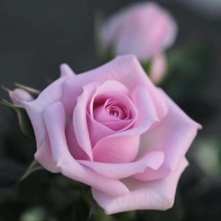 Profile Picture of Azzah Algamdi (@azzah.algamdi.505) on Facebook