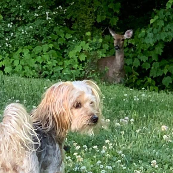 Profile Picture of Tessy Bishop (@tessy_b) on Poshmark