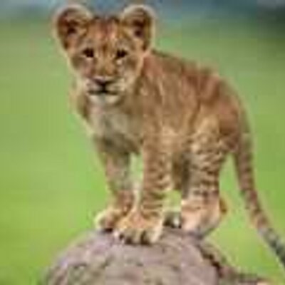 Profile Picture of Peter Ramsey (@peterramsey3) on Twitter