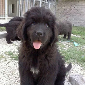 Profile Picture of Renata Mestichelli (@Horusragdollcattery) on Youtube