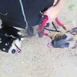 Profile Picture of Bob and Pepper Border Collie and Belgian Malinois 🇧🇪 (@bobandpepper) on Instagram