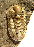 Profile Picture of Cummingella - Wikipediaon Wikipedia