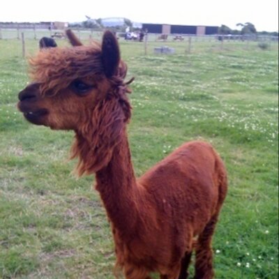 Profile Picture of Guess Who (@GingerLama) on Twitter