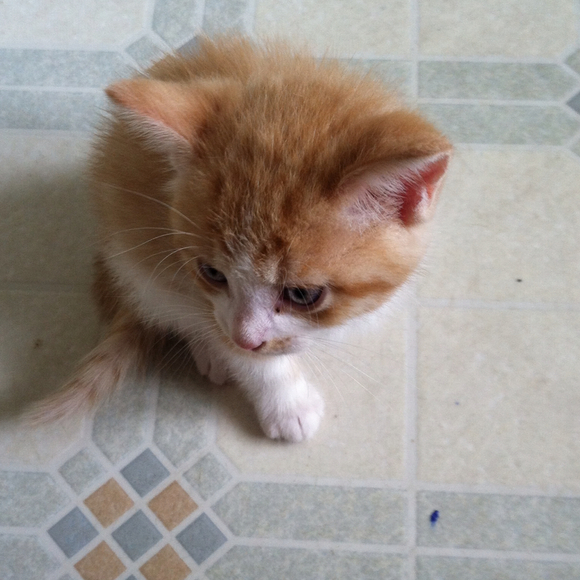 Profile Picture of Hannah Kearse (@hkearse) on Poshmark