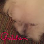 Profile Picture of Gretchen Lane (@gretchen_the_marshmellow) on Instagram