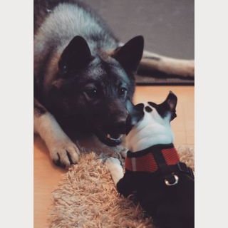 Profile Picture of Sean Karlo Rojas Ortiz (@SeanKarloRojas1) on Twitter