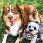 Profile Picture of Rico&Rudy🐾 (@ricoandrudy) on Instagram