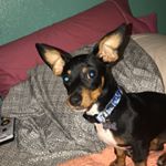 Profile Picture of Sam Witherspoon (@sam_theweinerdog_) on Instagram