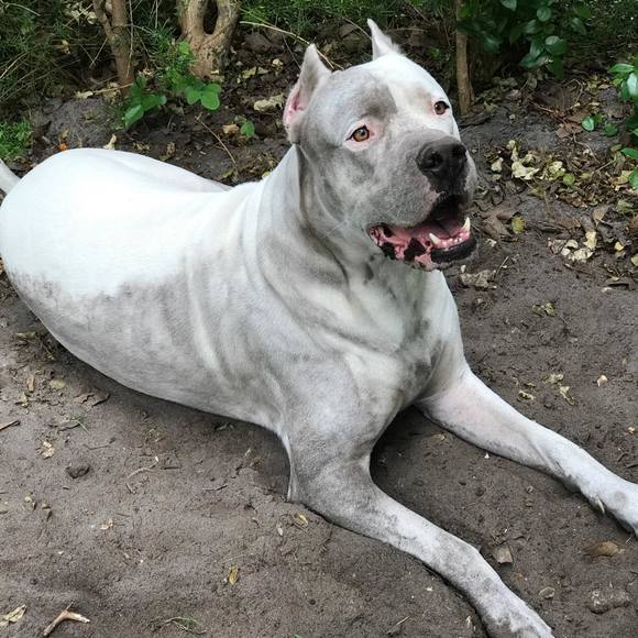 Profile Picture of David Cerezo (@tase44) on Poshmark