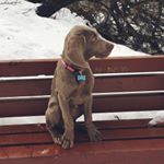 Profile Picture of June Harper (@june_weimaraner_) on Instagram