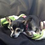Profile Picture of Tina Pritchett (@pritchetttina) on Instagram