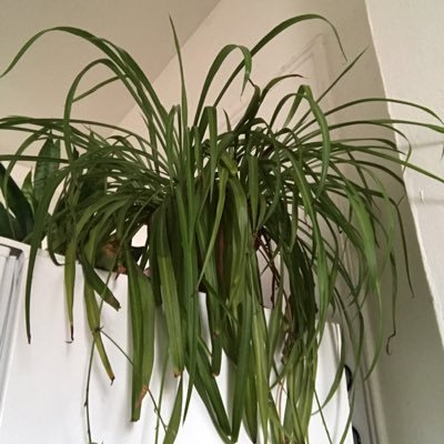 Profile Picture of Aurora (@auroraandrews) on Twitter