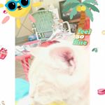 Profile Picture of krystal patel (@best_puppy777) on Instagram