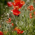 Profile Picture of Timpson (@bza31timps) on Instagram