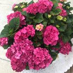 Profile Picture of Jodi Wade Davidson (@jodi.wade.davidson) on Instagram