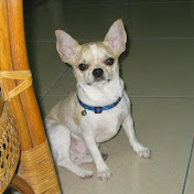 Profile Picture of Adrian Wu (@adrianwu4962) on Youtube