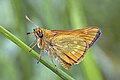 Profile Picture of Skipper (butterfly) - Wikipediaon Wikipedia