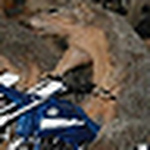 Aaron Brubaker - Flickr Profile Picture of Aaron Brubaker (@moto squirrel) on Flickr