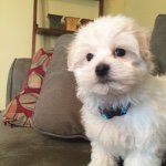 Profile Picture of Mandi Conway (@mandiconwayxoxo) on Instagram