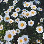 Profile Picture of 💓Mia💓 (@mia._.wright) on Instagram