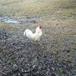 Profile Picture of Mary Anne Traver (@maryannetraver) on Instagram