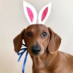 Profile Picture of Obie the miniature dachshund (@obiethedoxie) on Instagram