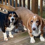 Profile Picture of The Brood Boys (@hank_tommy_baxter) on Instagram