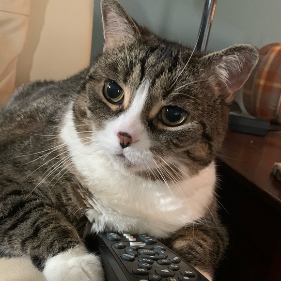 Profile Picture of Catherine Petropoulos (@catherinep833) on Poshmark