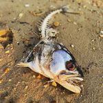 Nicholas Rage - Instagram Profile Picture of Nicholas Rage (@gilford.goat) on Instagram