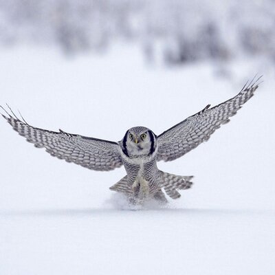 Profile Picture of Woo Hyun Myong (@wisemyong) on Twitter