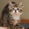 Profile Picture of david.pearson.19 (@david.pearson.19) on Tiktok