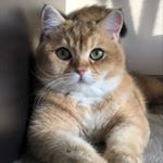 Profile Picture of Felix Leonardovich (@leonardovich_cat) on Instagram