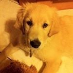 Profile Picture of Gilbert Niedercorn (@gnieder) on Instagram