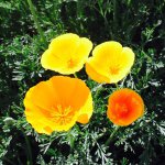 Alyssa Lucas - Instagram Profile Picture of Alyssa Lucas (@sierranevadaflowers) on Instagram