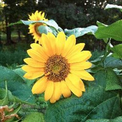 Profile Picture of Karen Savage (@limpy1996) on Twitter