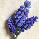 Profile Picture of Paula Krueger (@paulabooboo) on Instagram