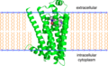 Profile Picture of Beta-2 adrenergic receptoron Wikipedia