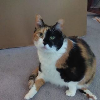 Profile Picture of Paula Reising (Hornback) (@paula.reising.5) on Facebook