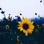 Profile Picture of LUZ-OCAMPO- (@luz_ocampo) on Instagram