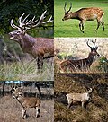 Profile Picture of Deeron Wikipedia